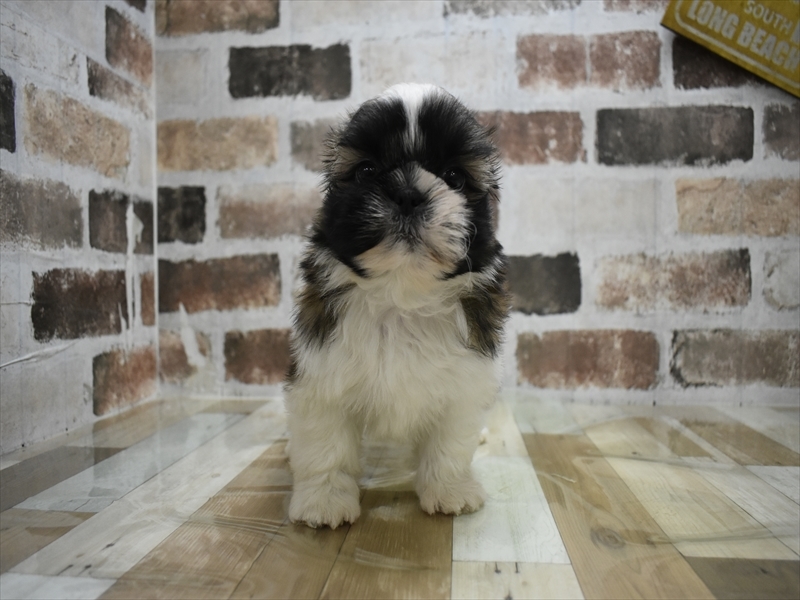 愛知県のシーズー (ワンラブ名古屋守山インター総本店/2025年9月16日生まれ/男の子/ゴールドホワイト)の子犬の2枚目の画像