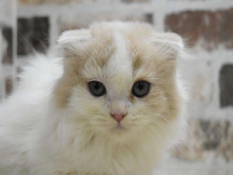 愛知県のスコティッシュフォールド (ワンラブ星崎店(FC)/2025年9月11日生まれ/男の子/クリームホワイト)の子猫の1枚目の画像