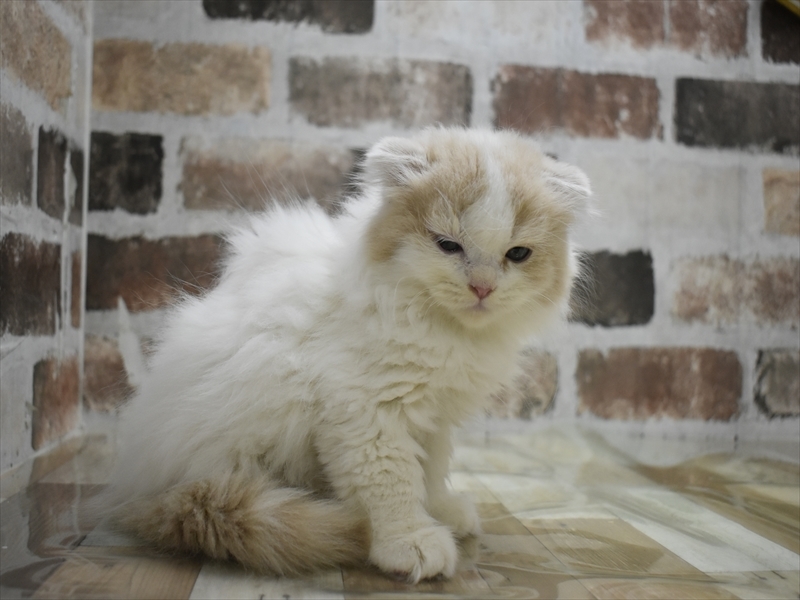 愛知県のスコティッシュフォールド (ワンラブ星崎店(FC)/2025年9月11日生まれ/男の子/クリームホワイト)の子猫の3枚目の画像