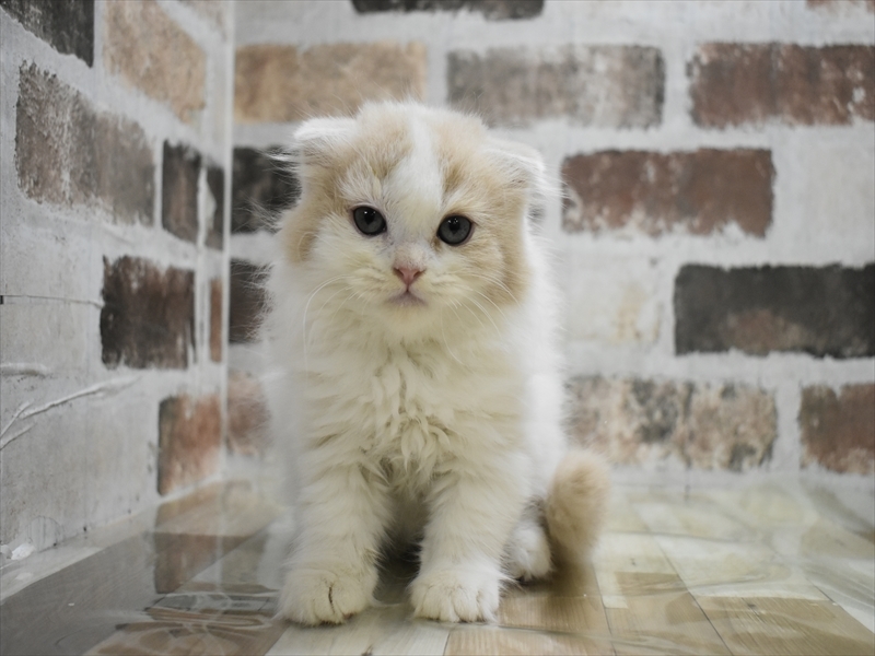 愛知県のスコティッシュフォールド (ワンラブ星崎店(FC)/2025年9月11日生まれ/男の子/クリームホワイト)の子猫の2枚目の画像