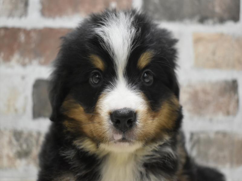 岐阜県のバーニーズマウンテンドッグ (ワンラブおっきなもふもふ岐阜総本店(FC)/2025年9月17日生まれ/男の子/ブラックラストホワイト)の子犬の1枚目の画像