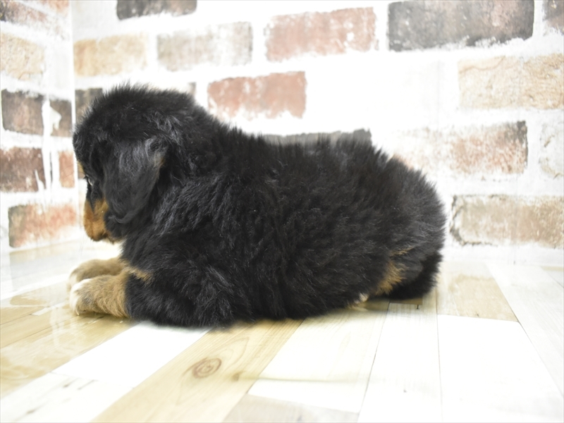 岐阜県のバーニーズマウンテンドッグ (ワンラブおっきなもふもふ岐阜総本店(FC)/2025年9月17日生まれ/男の子/ブラックラストホワイト)の子犬の3枚目の画像