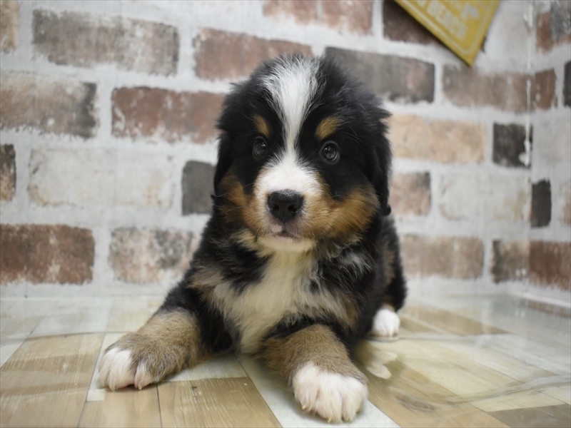 岐阜県のバーニーズマウンテンドッグ (ワンラブおっきなもふもふ岐阜総本店(FC)/2025年9月17日生まれ/男の子/ブラックラストホワイト)の子犬の2枚目の画像