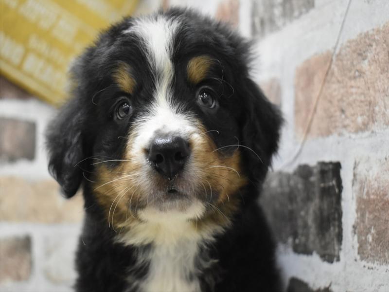 大阪府のバーニーズマウンテンドッグ (ワンラブおっきなもふもふ大阪総本店(FC)/2025年9月17日生まれ/男の子/ブラックラストホワイト)の子犬の1枚目の画像
