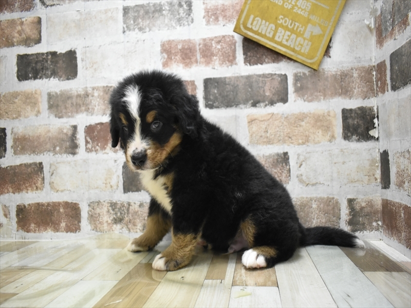 大阪府のバーニーズマウンテンドッグ (ワンラブおっきなもふもふ大阪総本店(FC)/2025年9月17日生まれ/男の子/ブラックラストホワイト)の子犬の3枚目の画像