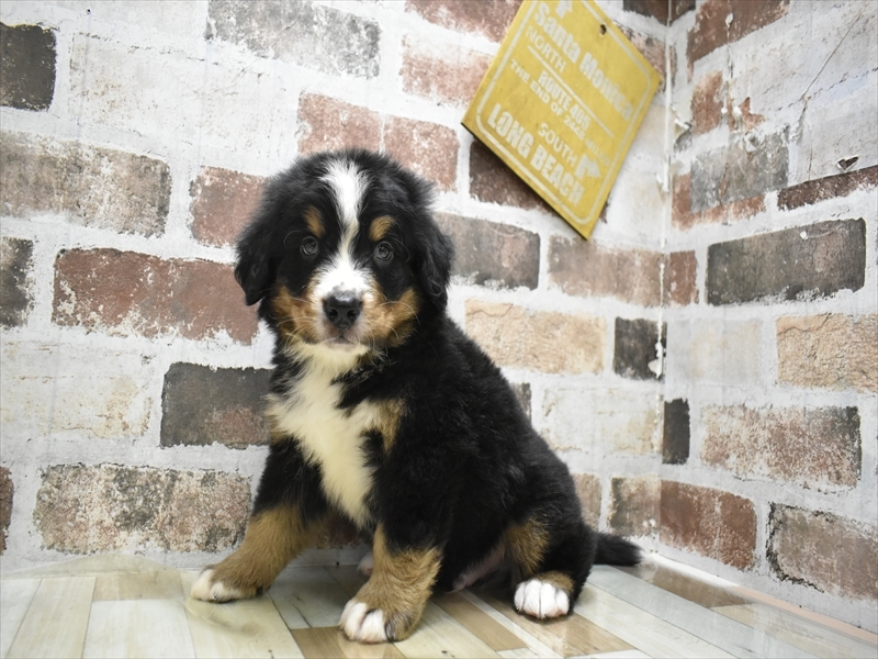 大阪府のバーニーズマウンテンドッグ (ワンラブおっきなもふもふ大阪総本店(FC)/2025年9月17日生まれ/男の子/ブラックラストホワイト)の子犬の2枚目の画像