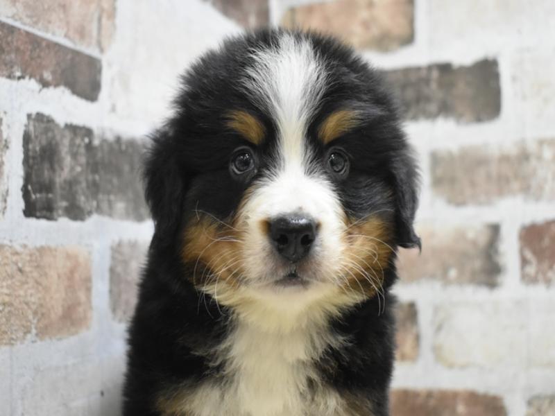 大阪府のバーニーズマウンテンドッグ (ワンラブおっきなもふもふ大阪総本店(FC)/2025年9月17日生まれ/男の子/ブラックラストホワイト)の子犬の1枚目の画像