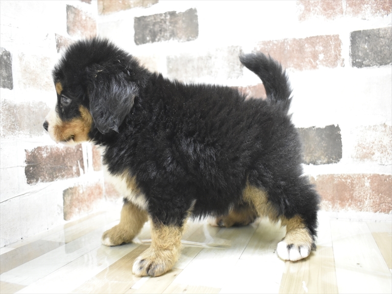 大阪府のバーニーズマウンテンドッグ (ワンラブおっきなもふもふ大阪総本店(FC)/2025年9月17日生まれ/男の子/ブラックラストホワイト)の子犬の3枚目の画像