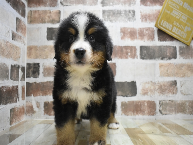大阪府のバーニーズマウンテンドッグ (ワンラブおっきなもふもふ大阪総本店(FC)/2025年9月17日生まれ/男の子/ブラックラストホワイト)の子犬の2枚目の画像
