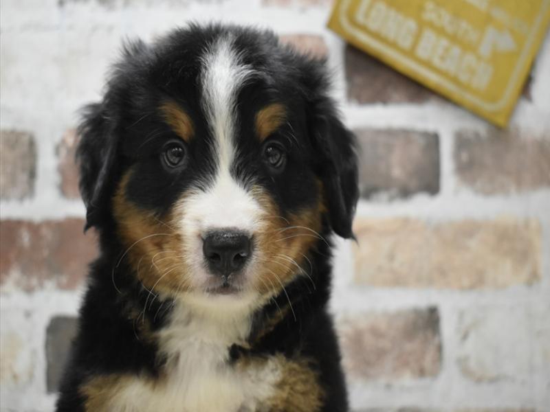 大阪府のバーニーズマウンテンドッグ (ワンラブおっきなもふもふ大阪総本店(FC)/2025年9月17日生まれ/男の子/ブラックラストホワイト)の子犬の1枚目の画像