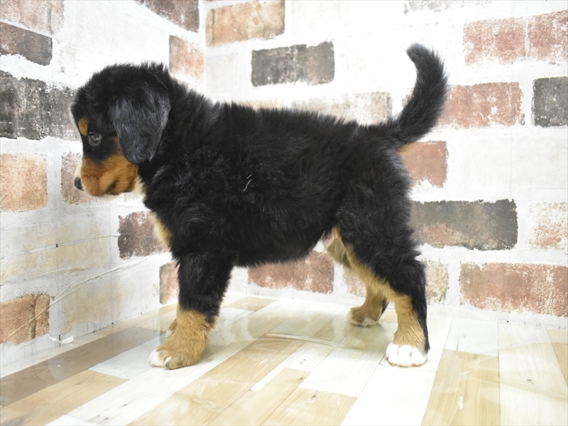 大阪府のバーニーズマウンテンドッグ (ワンラブおっきなもふもふ大阪総本店(FC)/2025年9月17日生まれ/男の子/ブラックラストホワイト)の子犬の3枚目の画像