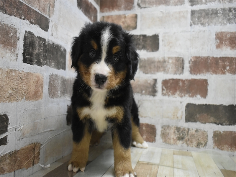 大阪府のバーニーズマウンテンドッグ (ワンラブおっきなもふもふ大阪総本店(FC)/2025年9月17日生まれ/男の子/ブラックラストホワイト)の子犬の2枚目の画像