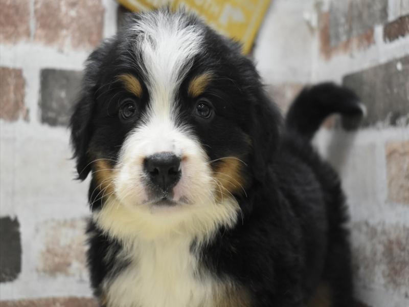 大阪府のバーニーズマウンテンドッグ (ワンラブおっきなもふもふ大阪総本店(FC)/2025年9月17日生まれ/男の子/ブラックラストホワイト)の子犬の1枚目の画像