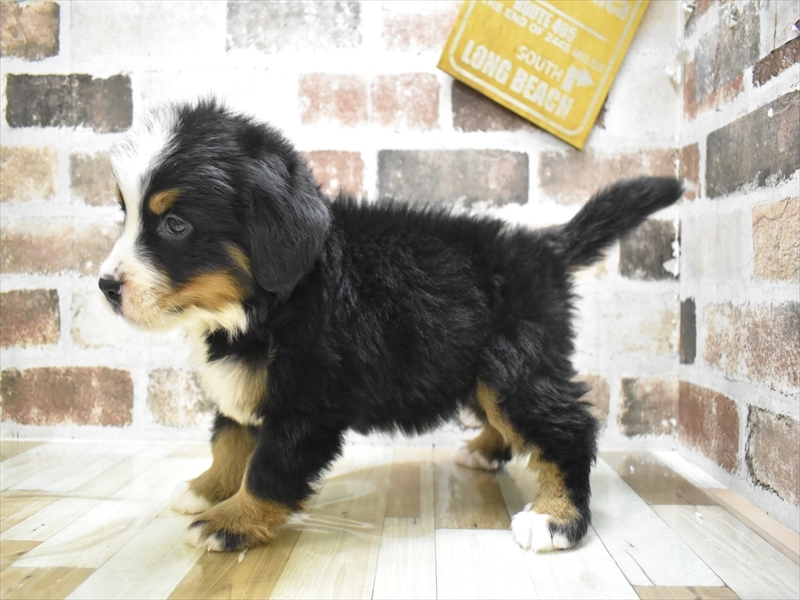 大阪府のバーニーズマウンテンドッグ (ワンラブおっきなもふもふ大阪総本店(FC)/2025年9月17日生まれ/男の子/ブラックラストホワイト)の子犬の3枚目の画像