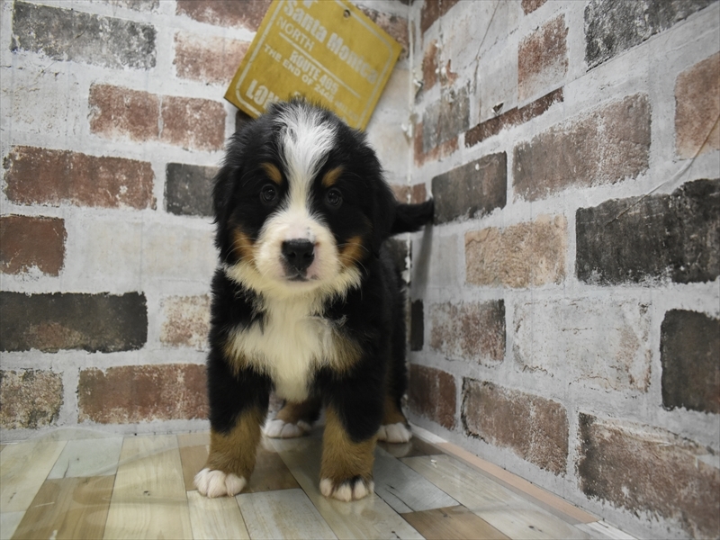 大阪府のバーニーズマウンテンドッグ (ワンラブおっきなもふもふ大阪総本店(FC)/2025年9月17日生まれ/男の子/ブラックラストホワイト)の子犬の2枚目の画像