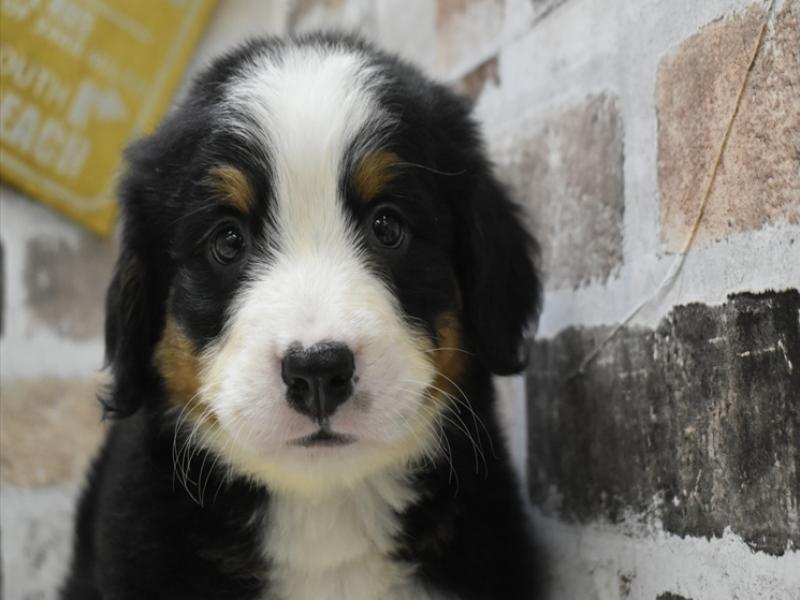 大阪府のバーニーズマウンテンドッグ (ワンラブおっきなもふもふ大阪総本店(FC)/2025年9月17日生まれ/女の子/ブラックラストホワイト)の子犬の1枚目の画像