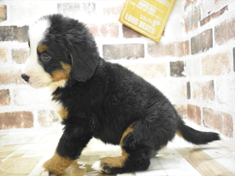 大阪府のバーニーズマウンテンドッグ (ワンラブおっきなもふもふ大阪総本店(FC)/2025年9月17日生まれ/女の子/ブラックラストホワイト)の子犬の3枚目の画像