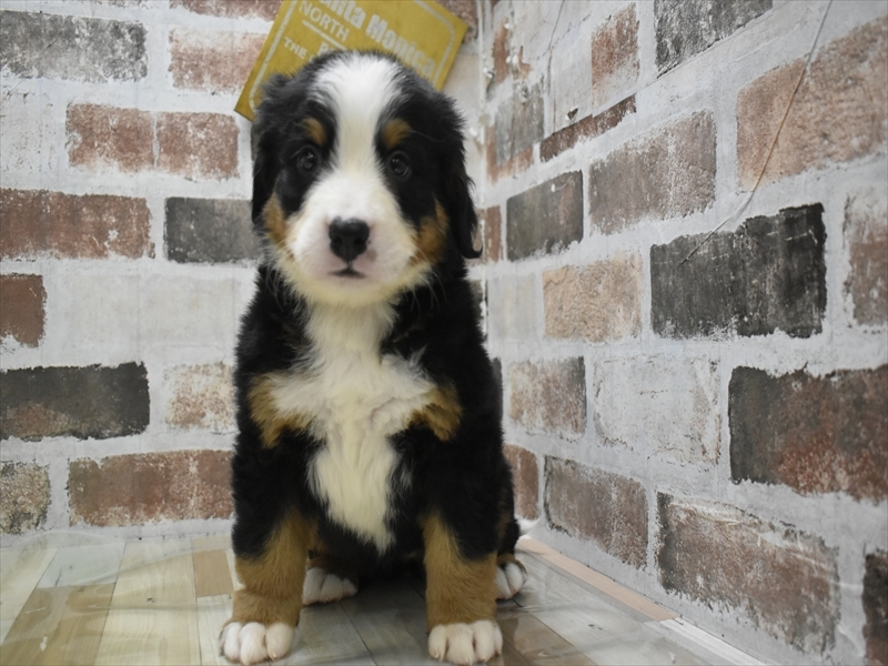 大阪府のバーニーズマウンテンドッグ (ワンラブおっきなもふもふ大阪総本店(FC)/2025年9月17日生まれ/女の子/ブラックラストホワイト)の子犬の2枚目の画像