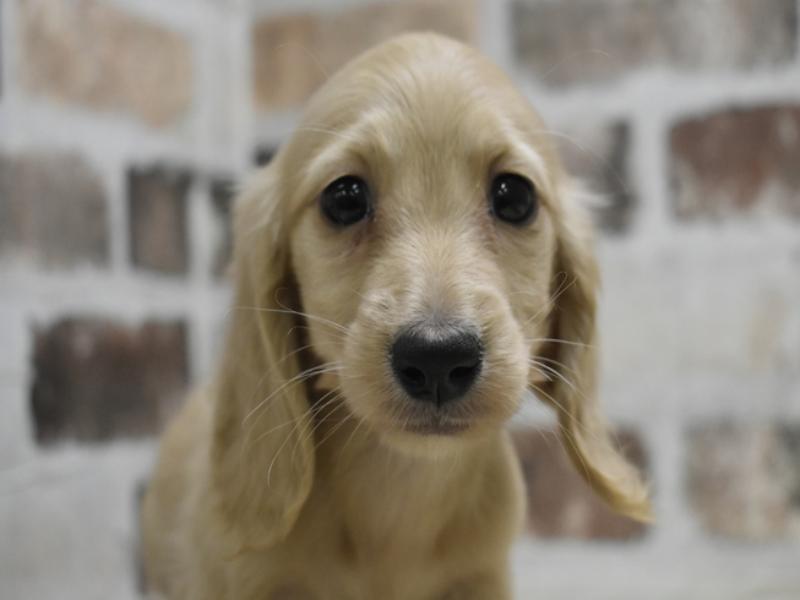 三重県のミニチュアダックスフンド(ロング) (ワンラブカインズ明和店(FC)/2025年9月17日生まれ/女の子/イエロー)の子犬の1枚目の画像