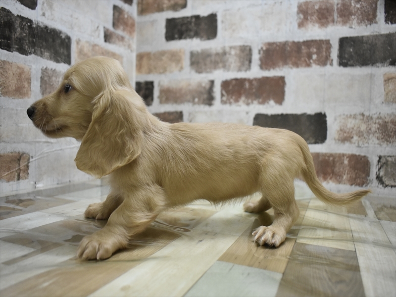 三重県のミニチュアダックスフンド(ロング) (ワンラブカインズ明和店(FC)/2025年9月17日生まれ/女の子/イエロー)の子犬の3枚目の画像