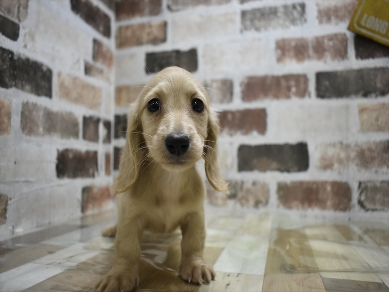 三重県のミニチュアダックスフンド(ロング) (ワンラブカインズ明和店(FC)/2025年9月17日生まれ/女の子/イエロー)の子犬の2枚目の画像