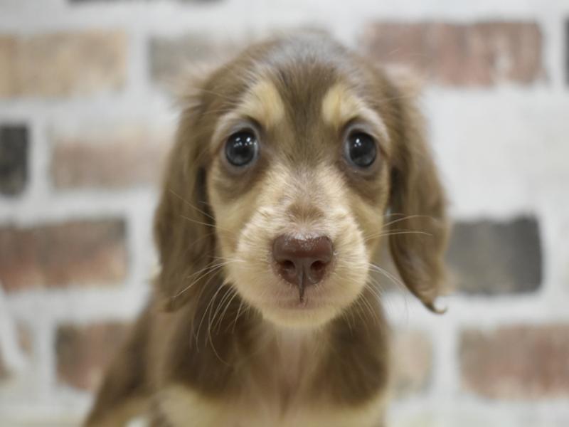 愛知県のミニチュアダックスフンド(ロング) (ワンラブドン・キホーテ緑店(FC)/2025年9月17日生まれ/女の子/チョコレートイエロー)の子犬の1枚目の画像