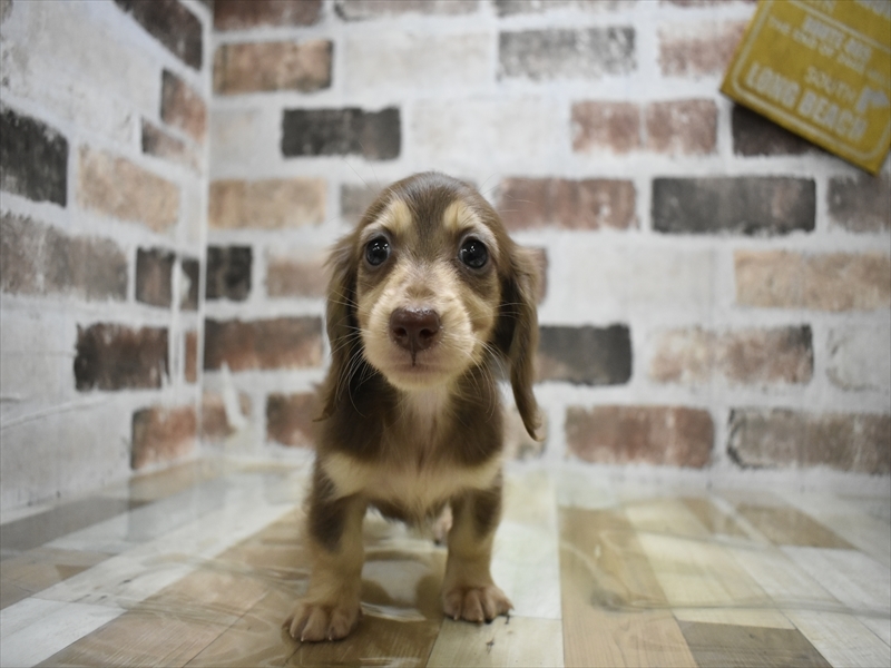 愛知県のミニチュアダックスフンド(ロング) (ワンラブドン・キホーテ緑店(FC)/2025年9月17日生まれ/女の子/チョコレートイエロー)の子犬の2枚目の画像