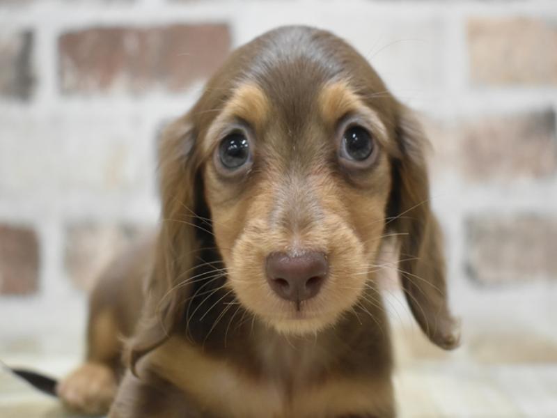 三重県のミニチュアダックスフンド(ロング) (ワンラブバローミタス伊勢店(FC)/2025年9月17日生まれ/女の子/チョコレートタン)の子犬の1枚目の画像