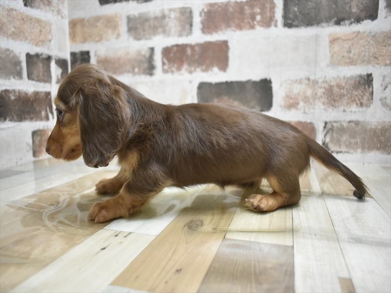 三重県のミニチュアダックスフンド(ロング) (ワンラブバローミタス伊勢店(FC)/2025年9月17日生まれ/女の子/チョコレートタン)の子犬の3枚目の画像