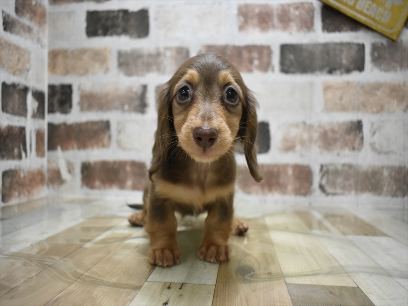 三重県のミニチュアダックスフンド(ロング) (ワンラブバローミタス伊勢店(FC)/2025年9月17日生まれ/女の子/チョコレートタン)の子犬の2枚目の画像