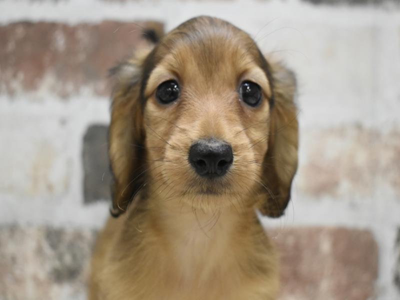 岐阜県のミニチュアダックスフンド(ロング) (ワンラブアクアウォーク大垣店(FC)/2025年9月17日生まれ/女の子/シェーデットレッド)の子犬の1枚目の画像