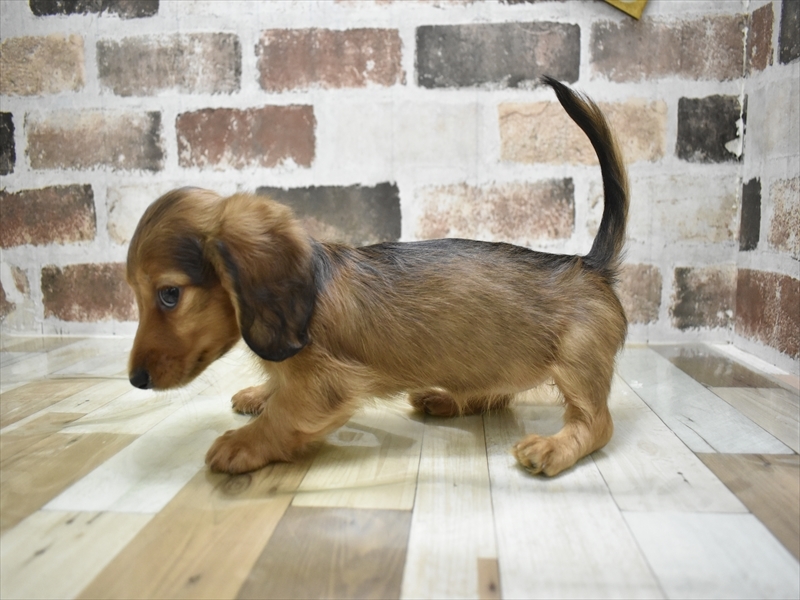 岐阜県のミニチュアダックスフンド(ロング) (ワンラブアクアウォーク大垣店(FC)/2025年9月17日生まれ/女の子/シェーデットレッド)の子犬の3枚目の画像