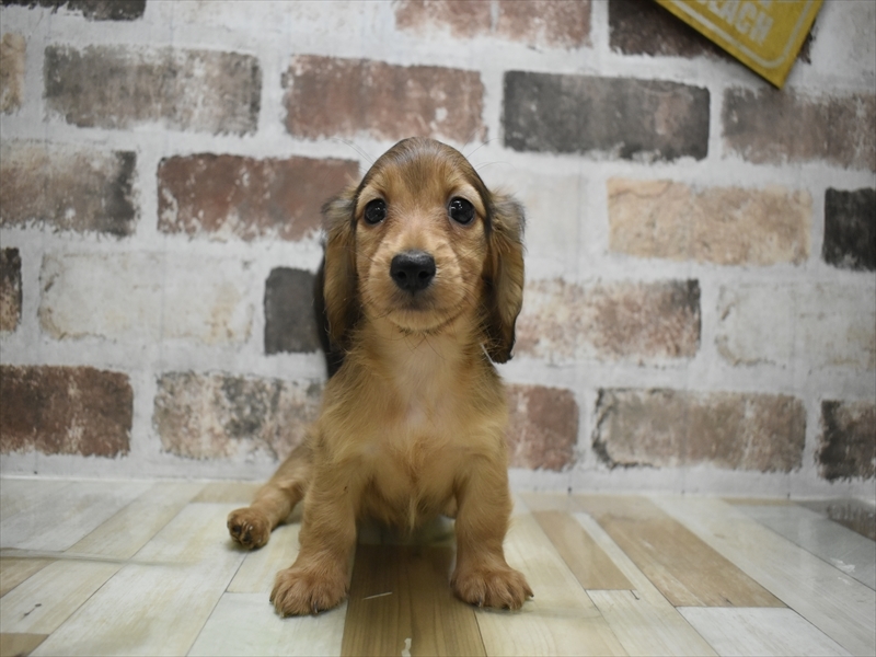 岐阜県のミニチュアダックスフンド(ロング) (ワンラブアクアウォーク大垣店(FC)/2025年9月17日生まれ/女の子/シェーデットレッド)の子犬の2枚目の画像