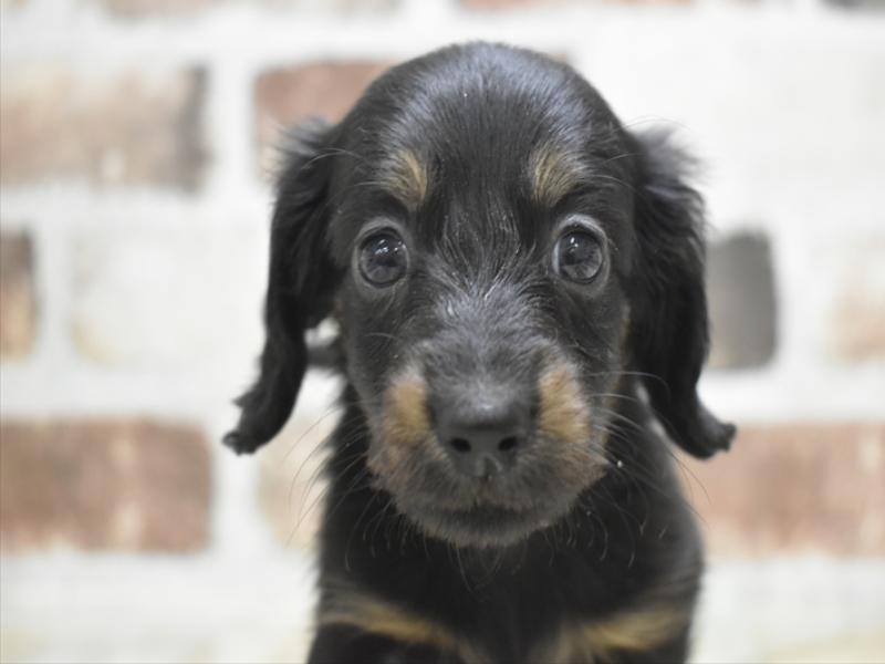 三重県のミニチュアダックスフンド(ロング) (ワンラブバローミタス伊勢店(FC)/2025年9月17日生まれ/男の子/ブラックタン)の子犬の1枚目の画像
