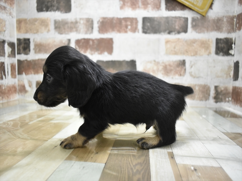 三重県のミニチュアダックスフンド(ロング) (ワンラブバローミタス伊勢店(FC)/2025年9月17日生まれ/男の子/ブラックタン)の子犬の3枚目の画像