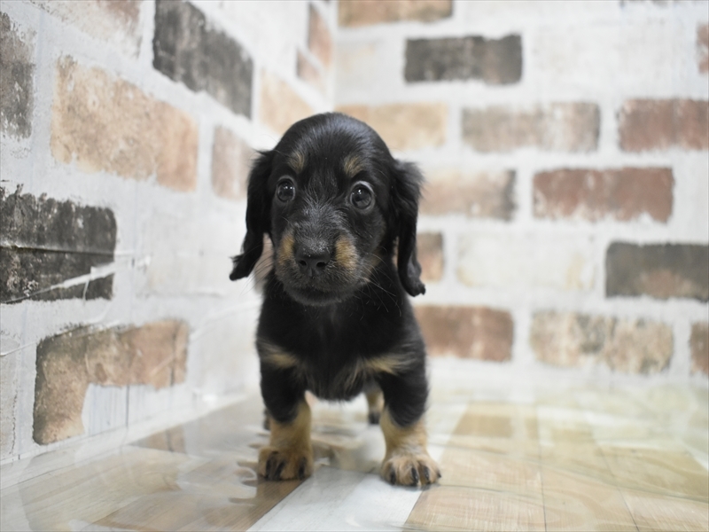 三重県のミニチュアダックスフンド(ロング) (ワンラブバローミタス伊勢店(FC)/2025年9月17日生まれ/男の子/ブラックタン)の子犬の2枚目の画像