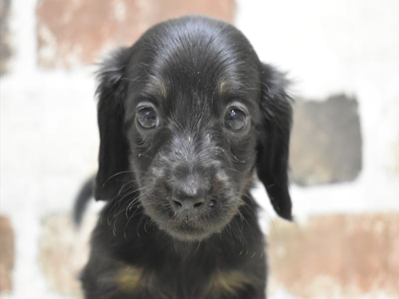 三重県のミニチュアダックスフンド(ロング) (ワンラブホームセンターバロー久居店(FC)/2025年9月17日生まれ/男の子/ブラックタン)の子犬の1枚目の画像