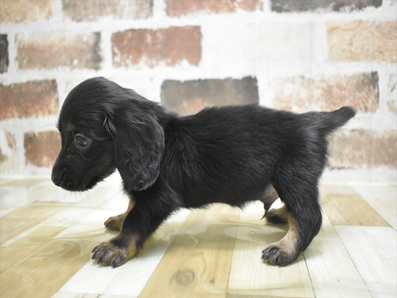 三重県のミニチュアダックスフンド(ロング) (ワンラブホームセンターバロー久居店(FC)/2025年9月17日生まれ/男の子/ブラックタン)の子犬の3枚目の画像