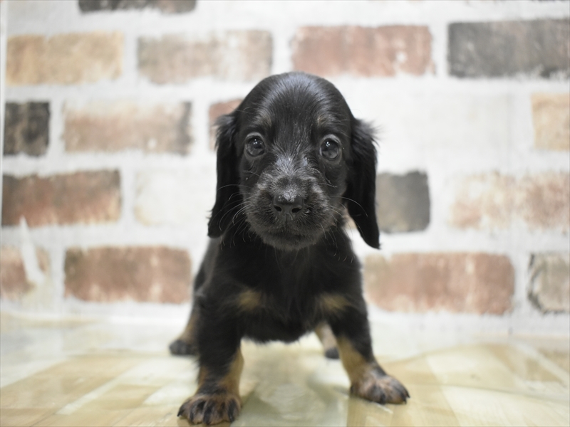 三重県のミニチュアダックスフンド(ロング) (ワンラブホームセンターバロー久居店(FC)/2025年9月17日生まれ/男の子/ブラックタン)の子犬の2枚目の画像