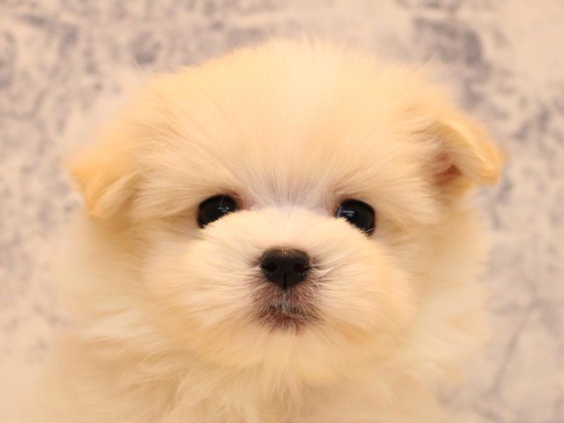 埼玉県のポメプー(ポメラニアン×プードル) (ワンラブ埼玉寄居店/2025年9月15日生まれ/男の子/クリーム)の子犬の1枚目の画像