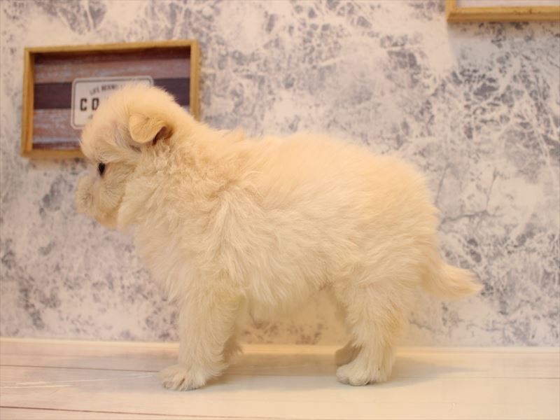 埼玉県のポメプー(ポメラニアン×プードル) (ワンラブ埼玉寄居店/2025年9月15日生まれ/男の子/クリーム)の子犬の3枚目の画像