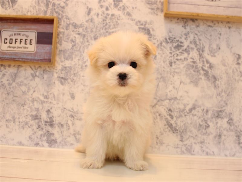 埼玉県のポメプー(ポメラニアン×プードル) (ワンラブ埼玉寄居店/2025年9月15日生まれ/男の子/クリーム)の子犬の2枚目の画像
