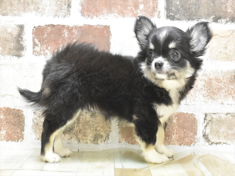愛知県のチワワ(ロング) (ワンラブ名古屋守山インター総本店/2025年9月12日生まれ/女の子/ブラックタンホワイト)の子犬の3枚目の画像