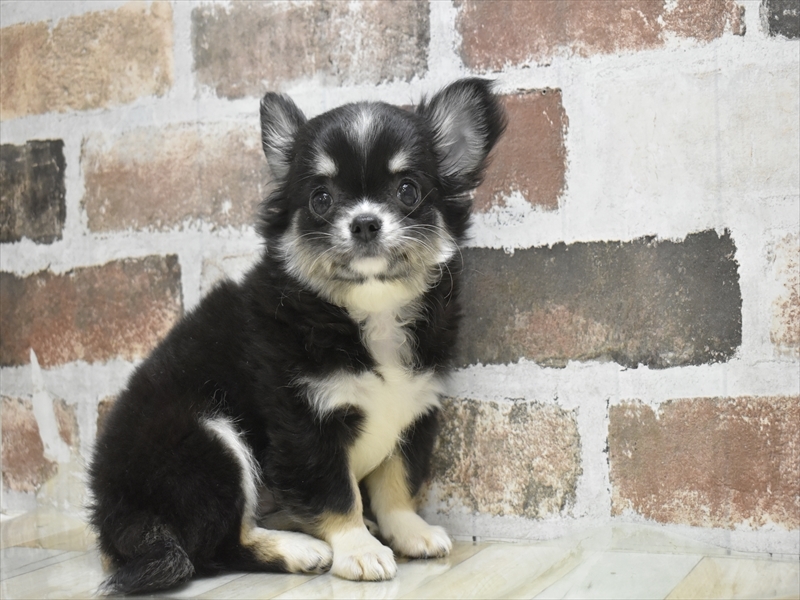 愛知県のチワワ(ロング) (ワンラブ名古屋守山インター総本店/2025年9月12日生まれ/女の子/ブラックタンホワイト)の子犬の2枚目の画像