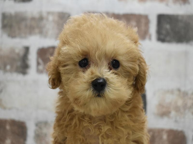 岐阜県のトイプードル(トイ) (ワンラブホームセンターバロー正木店(FC)/2025年8月22日生まれ/女の子/アプリコット)の子犬