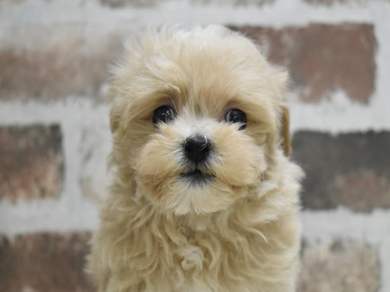 愛知県のマルプー(マルチーズ×プードル) (ワンラブ名古屋守山インター総本店/2025年9月16日生まれ/女の子/アプリコット)の子犬の1枚目の画像