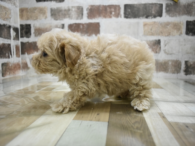 愛知県のマルプー(マルチーズ×プードル) (ワンラブ名古屋守山インター総本店/2025年9月16日生まれ/女の子/アプリコット)の子犬の3枚目の画像