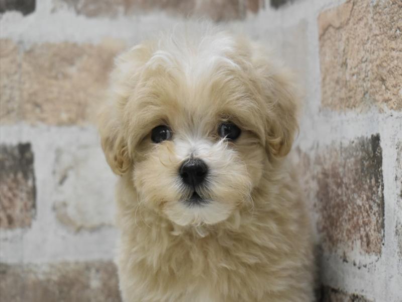 熊本県のマルプー(マルチーズ×プードル) (ワンラブザ・ファクトリーニシムタ合志店/2025年9月16日生まれ/男の子/クリーム)の子犬の1枚目の画像