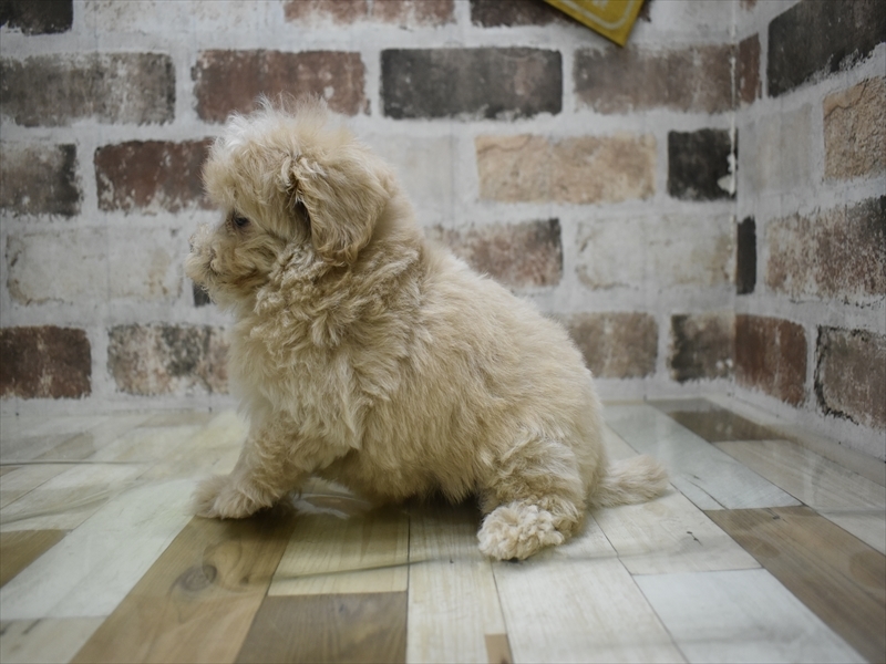 熊本県のマルプー(マルチーズ×プードル) (ワンラブザ・ファクトリーニシムタ合志店/2025年9月16日生まれ/男の子/クリーム)の子犬の3枚目の画像