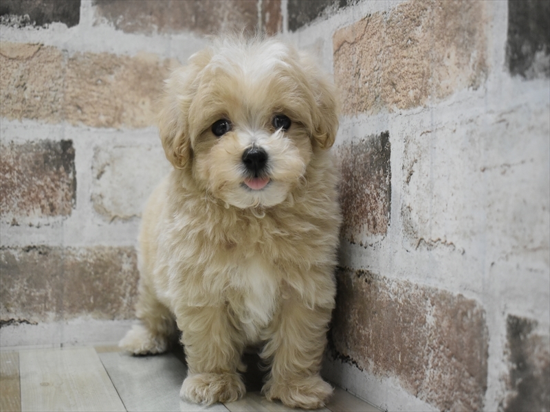 熊本県のマルプー(マルチーズ×プードル) (ワンラブザ・ファクトリーニシムタ合志店/2025年9月16日生まれ/男の子/クリーム)の子犬の2枚目の画像